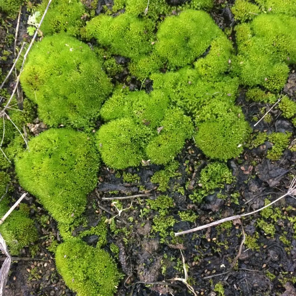 Moss feed avatar